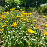 Resina de caléndula