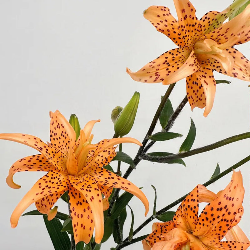 Old Favorite Tiger Lily Seeds – Haiyiplants