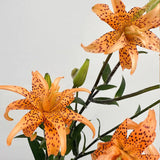 Old-Favorite Tiger Lily Seeds