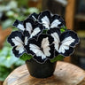 Butterfly Begonia: Unleash Whimsy in Your Garden!