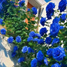 Repeat Blooming Climbing Rose Seeds - Luck Rises