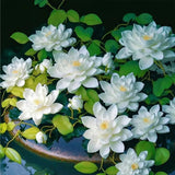 The Sacred Bonsai Lotus Flower