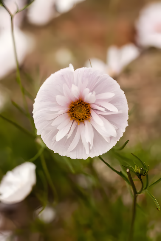 COSMOS CUPCAKE BLUSH FLOWER SEEDS