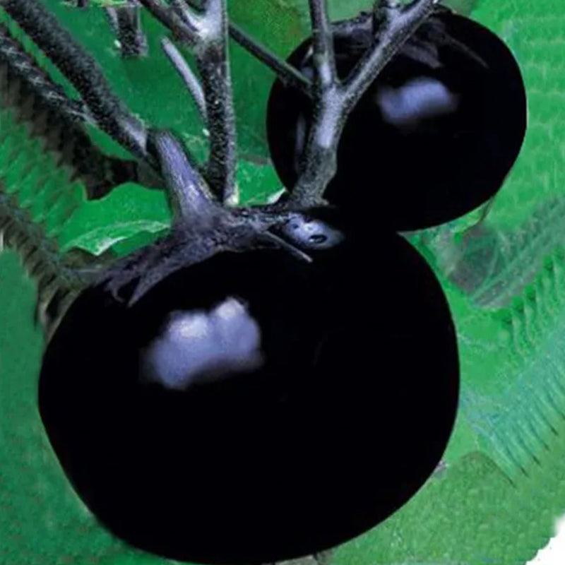 Semillas de berenjena orgánica redonda de berenjena de Beijing 100 semillas