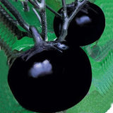 Semillas de berenjena orgánica redonda de berenjena de Beijing 100 semillas