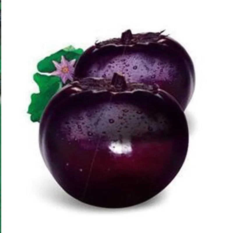 Semillas de berenjena orgánica redonda de berenjena de Beijing 100 semillas
