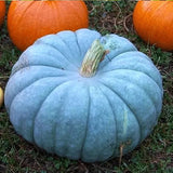 Semillas de calabaza azul