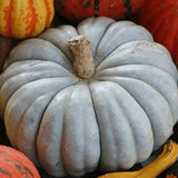 Semillas de calabaza azul