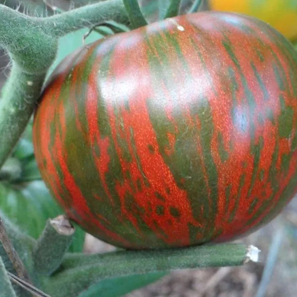 Rare Organic Vegetable Tomato Seeds "Black Zebra" (Lycopersicon esculentum Mill)