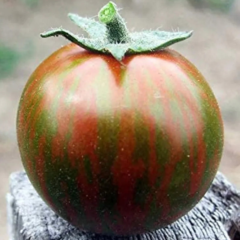 Rare Organic Vegetable Tomato Seeds "Black Zebra" (Lycopersicon esculentum Mill)