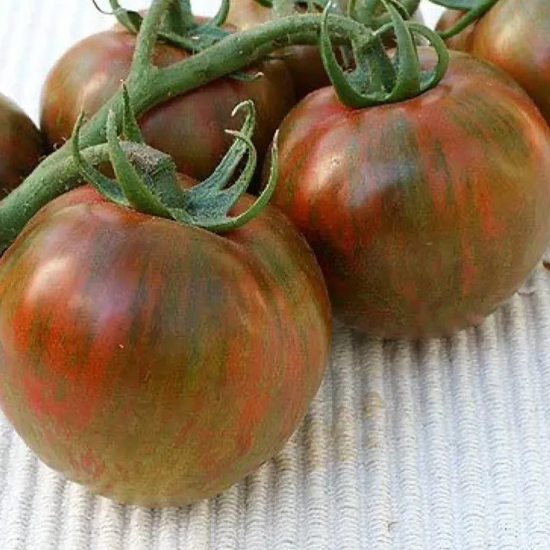 Rare Organic Vegetable Tomato Seeds "Black Zebra" (Lycopersicon esculentum Mill)