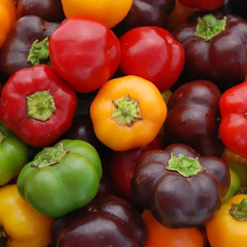 Mini pimientos de chocolate orgánico