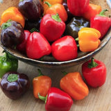 Mini pimientos de chocolate orgánico