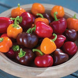 Mini pimientos de chocolate orgánico