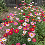 Robinsons Giant Mix Daisy Seeds Perennial Bushy Mixed for Wildflower Gardens