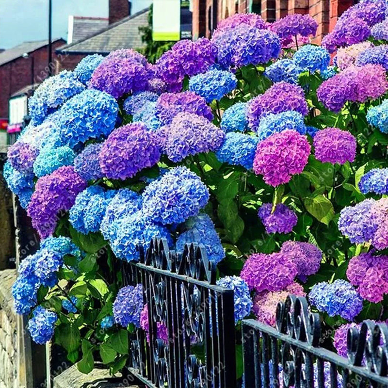 Hydrangea Seed Bonsai Flower Seeds Hydrangea Perennial Garden Home