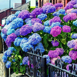 Hydrangea Seed Bonsai Flower Seeds Hydrangea Perennial Garden Home