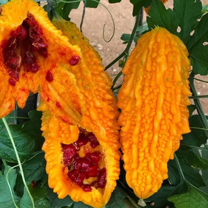 Semillas de uva Lai para el jardín Semillas de calabaza amarga