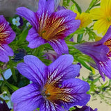 Semillas de gloria de la mañana chilena