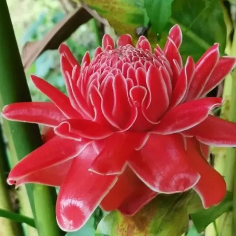 Semillas de rosa de porcelana - Etlingera elatior - Torch Ginger