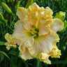 Daylily Hybrid Flowers Seeds, Hemerocallis Hybrid