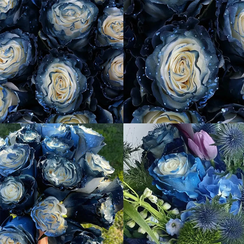 Rosa Galaxia Estrellada - Rosa Rara