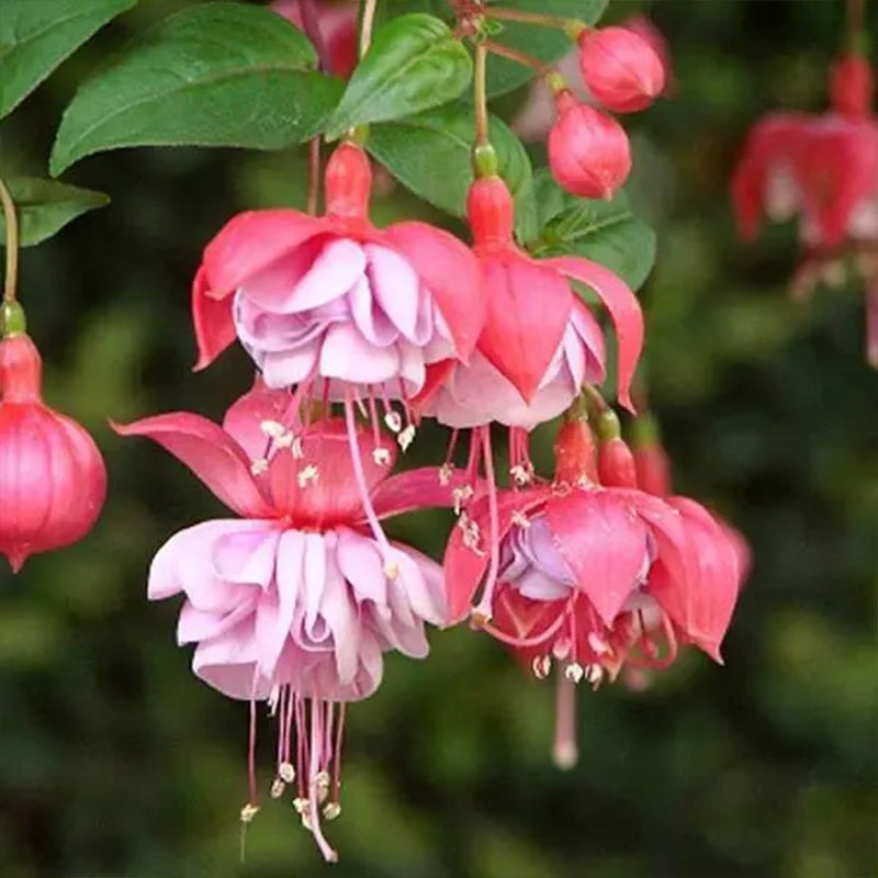Fuchsia Hybrida Voss Seeds The fairy flower