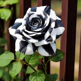 Rosas gemelas blancas y negras raras