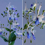 Blue Butterfly Flower Seeds