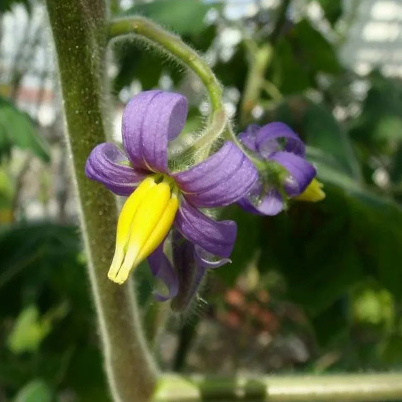 Semillas de fruta de pezón ~ Ubre de vaca ~ Fruta de teta ~ Manzana de Sodoma (Solanum mammosum) ~ Fruta de pezón Fruta extraña de la familia Solanum