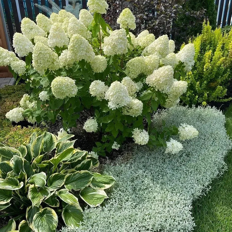 Hortensia con helado de fresa: belleza, reencuentro y gratitud