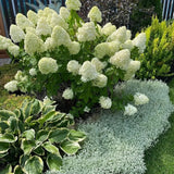 Hortensia con helado de fresa: belleza, reencuentro y gratitud