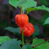 Physalis alkekengi,Strawberry groundcherry,Winter Ground Cherry - Chinese Lantern Seeds