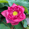 Bonsai Double Lotus Seeds-Pure Heart