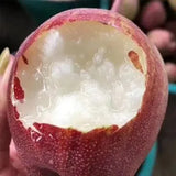 Pyrus pyrifolia 'Nijisseiki'Rainbow Pear Seeds