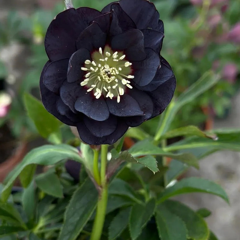 Black Helleborus - Christmas Rose