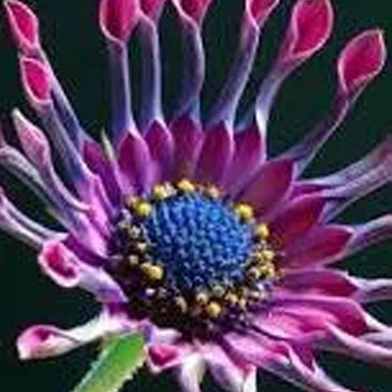 Semillas mixtas de osteospermum, margarita araña y margaritas (raras)
