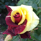 Semillas de rosa rara gemela roja y amarilla