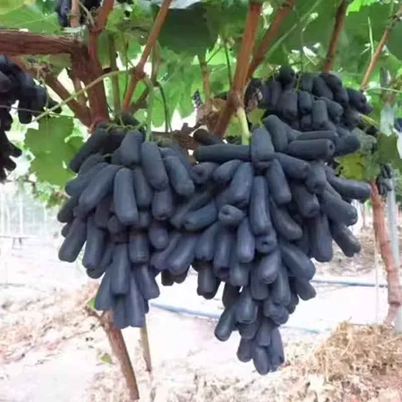 Último día 50% de descuento - Semillas de uva Sapphire de alta calidad - 98% de germinación