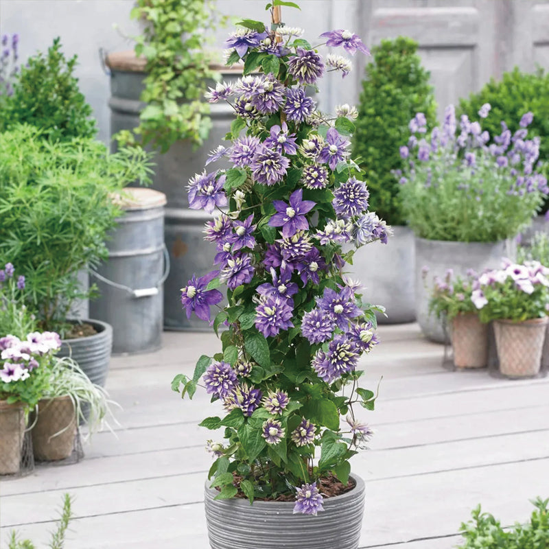 Clematis Taiga Seeds