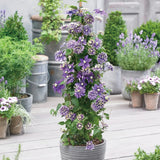 Clematis Taiga Seeds