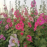 Hollyhock Seeds - Single Mix