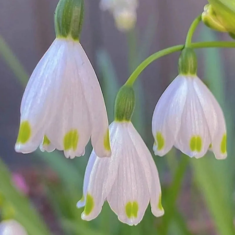 Copo de nieve de verano PureBeauty, nuevos comienzos
