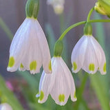 Copo de nieve de verano PureBeauty, nuevos comienzos