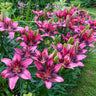 Lily Seeds