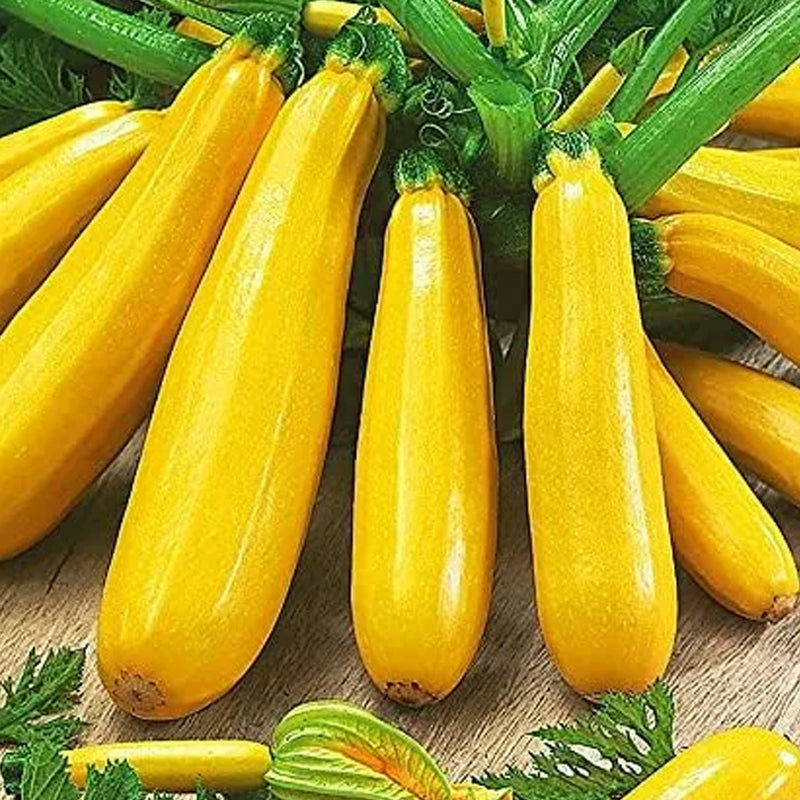 Golden Zucchini Seeds