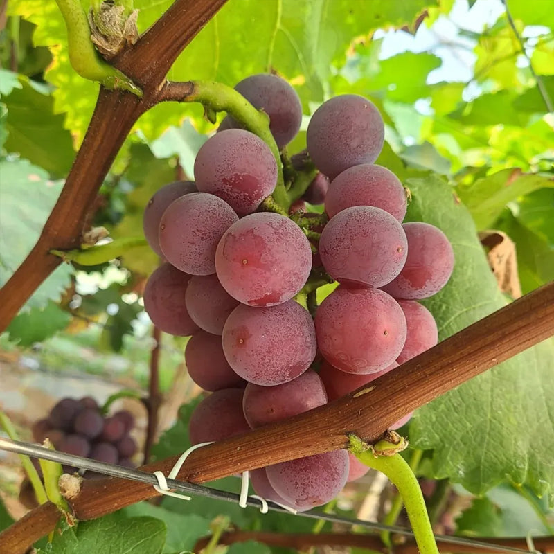 Midknight Beauty Grapes Seeds - Giant Rose (Rose scented)