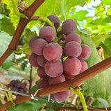 Midknight Beauty Grapes Seeds - Giant Rose (Rose scented)