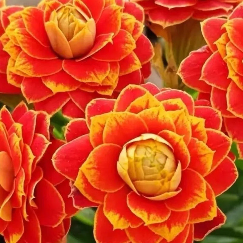 Semillas de flores de longevidad Golden Fox