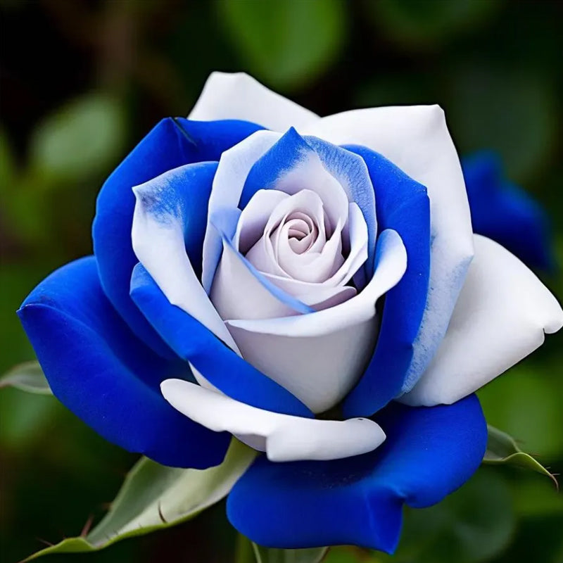 Semillas de rosas blancas y azules: una deliciosa combinación de elegancia y serenidad